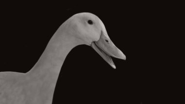 Güzel Komik Ördek Kapanış Yüzü