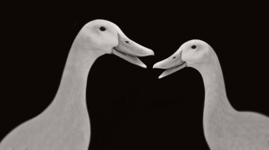 Siyah arka planda vaklayan komik ördek.