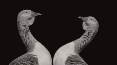 Güzel Kaz Kuşları Yakından, Karanlık Arkaplanda Kaz Portresi