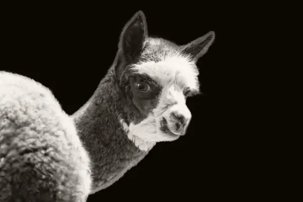 Güzel Alpaca Çiftliği Hayvanları Siyah Arkaplanda