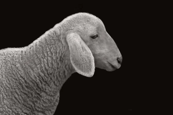 Çiftlik Koyunlarının Kapalı Yüzü Siyah Arkaplanda