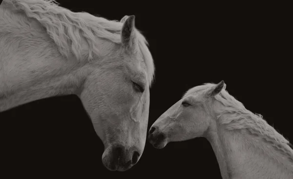Mother And Baby Horse Beautiful Relation, Cute Horse In The Dark Black Background