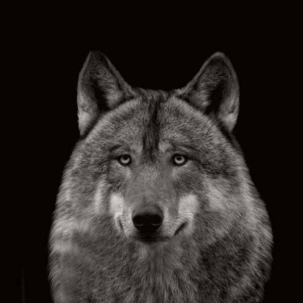 Danger Wolf Head Closeup On The Dark Background