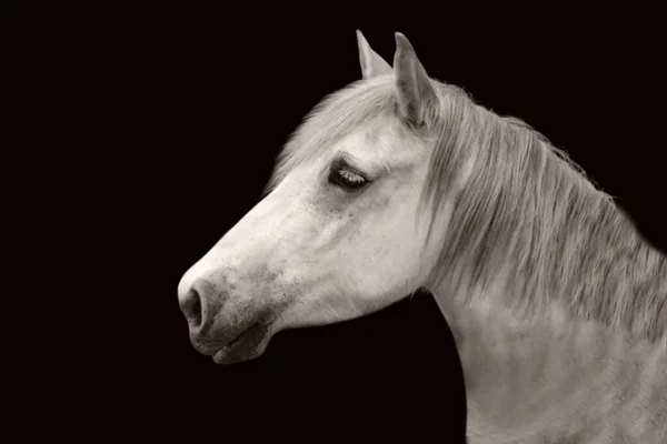 Beautiful Horse With Big Hair And Closeup Face
