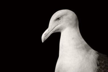 Martı kafası yakın plan duvar kağıdı.
