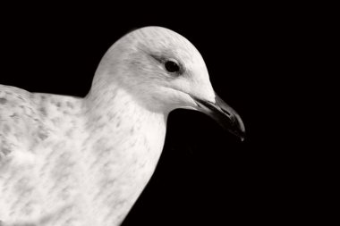 Martı Güzel Yakın plan Yüzü Karanlık Arkaplanda