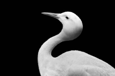 Şirin, güzel bir turna kuşu, yakın plan.