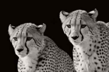 Siyah Arkaplanda İki Çita Ön Kapalı Yüzü