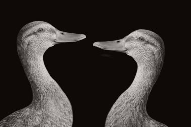 Ördek gülümseyen yüz yakın plan ve siyah arkaplanda ördek portresi