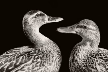 siyah ve beyaz portre ördek kafasının yakın çekimi