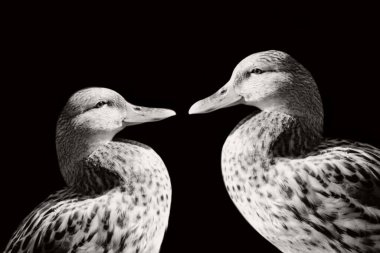 Ördeğin şirin portresi. Koyu arkaplanda yakın plan başı.