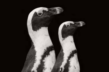 Siyah arka planda yan yana duran sevimli komik penguen.