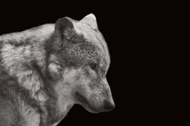 Üzgün kurt, kapalı duvar kağıdı.