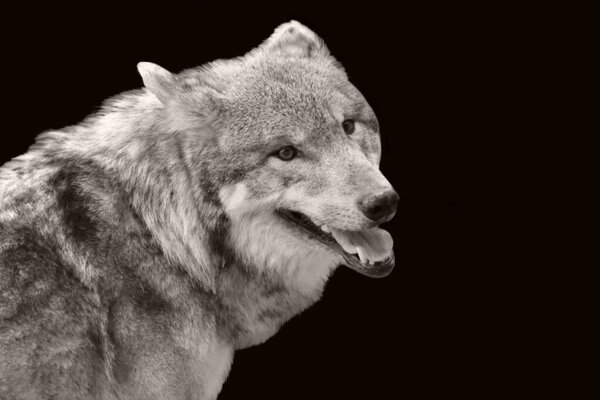 Wolf open mouth and looking quietly on the black background