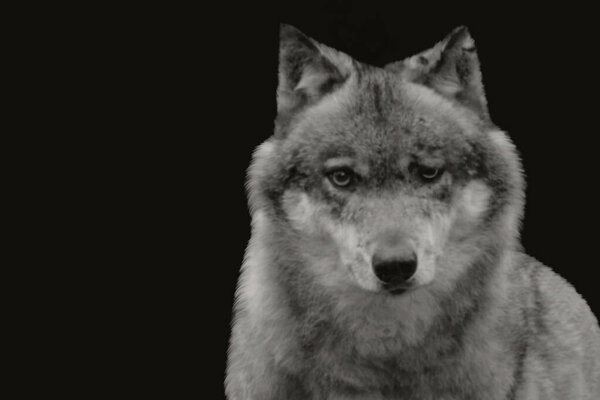 Black and white dangerous wolf closeup head portrait face