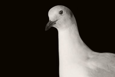 Güzel Beyaz Güvercin Kapalı Yüzlü Duvar Kağıdı