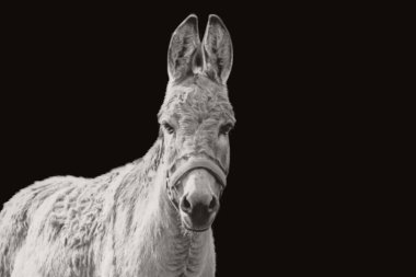 Masum eşek karanlık arka planda duruyor ve vücudunda büyük kıllar var.