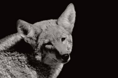 Vahşi Kurt Siyah ve Beyaz Surat