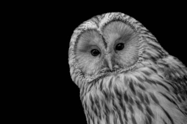 Şirin Siyah Beyaz Baykuş Kapalı Duvar Kağıdı