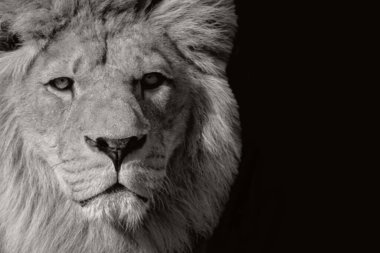 Vahşi Güçlü Aslan Kapalı Yüzü Büyük Saçlı ve Portre Kafalı