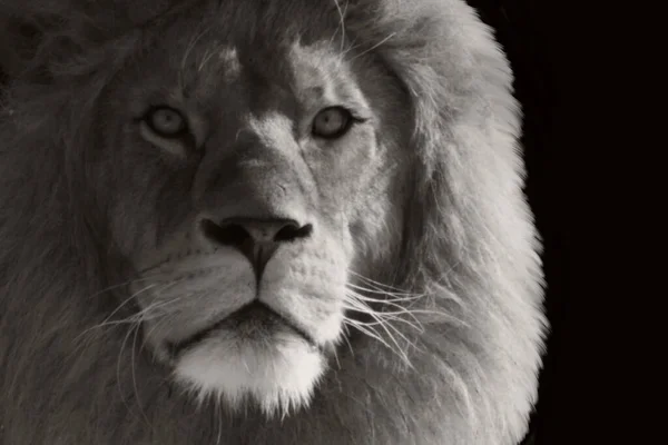 Strong Forest Lion Portrait Closeup Face, Black And White Lion On The Dark Background