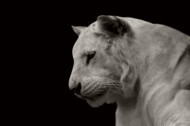 Siyah arka planda beyaz, büyük, tehlikeli kaplan yüzü.