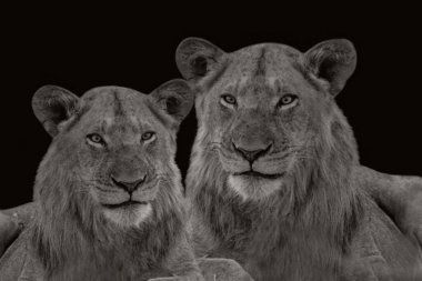 Aslan dinleniyor, siyah arka planda dinleniyor ve vahşi hayvanlar yakınlaşıyor.