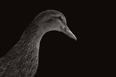 Karanlık arka planda yakın plan yüzlü ördek boynu, şirin, mutlu ördek resmi.