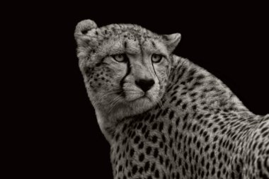 Leopar kızgın gözlerle geriye bakıyor