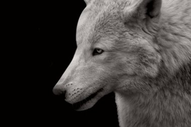 Karanlık arka planda vahşi ve güçlü bir kurt yüzü var. Güçlü bir kurt yaklaşıyor.