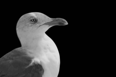 Siyah Arkaplanda Martı Güzel Yakın plan Yüzü