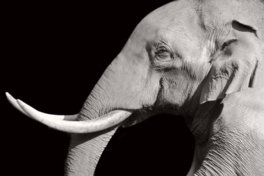 Büyük Diş Fil Kapanış Yüzü