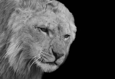 Siyah arkaplanda güçlü erkek aslan yüzü var.