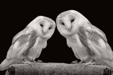 Ahır Baykuşları bir arada oturuyor ve önüme bakıyor.