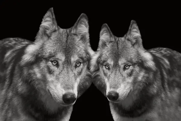 Siyah arkaplanda dikilen kurt çifti, yakın çekim yüzüyle, güçlü vahşi hayvanlar.