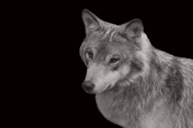 Vahşi Tilki Kara Arkaplanda Güzel Yakın Çekim Yüzü