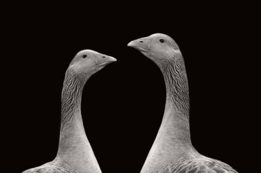 Siyah arka planda güzel yabani kaz yakın plan yüzü