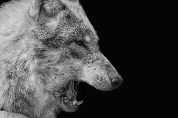 Angry wild wolf closeup and roaring in the dark background