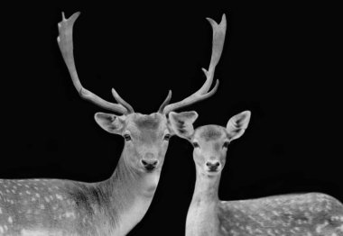 Beyaz noktalı siyah beyaz çift geyik.