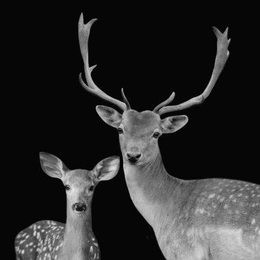 Vahşi erkek ve bebek geyik. Siyah arka planda şirin bir yakın plan.