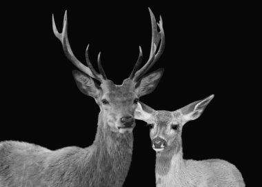 Uzun boynuzlu geyik, arka planda küçük yavru geyik.