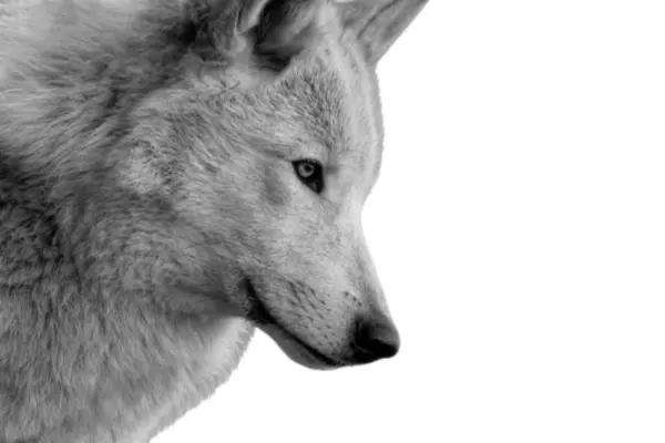 Güzel beyaz kurt, beyaz arka planda yakın plan yüzü.