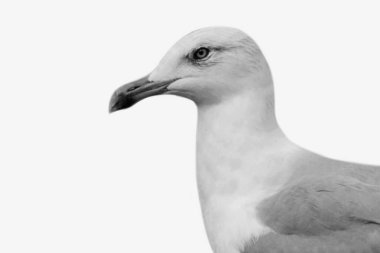 Beyaz Martı Kuşları Beyaz Arkaplanda İzole Edildi