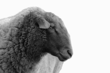Black And White Sheep Closeup Side Face clipart