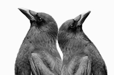 Beyaz arkaplanda yakın plan yüzü olan siyah kuzgun ya da karga