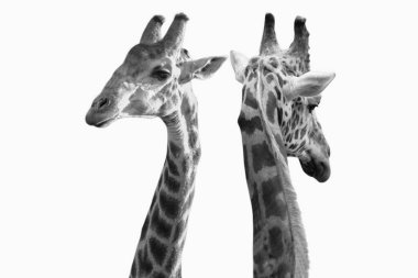 Beyaz arka planda iki uzun boyunlu zürafa izole edildi.