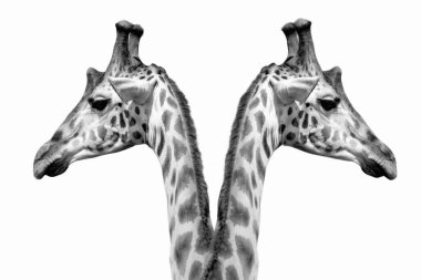 Beyaz Arkaplanda Zürafa Suratlı Kardeş