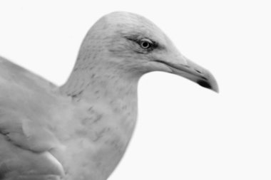 Martı Kuş Yüzü Beyaz Düz Arkaplanda İzole Edildi
