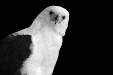 White Bellied Sea Eagle Beautiful Closeup Face On The Black Background clipart