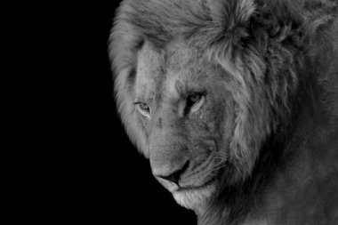 Karanlık Arkaplanda Aslan Başı Kapanışı